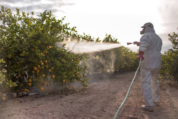 Reliable Rocky Mount, VA Pest Control Solutions