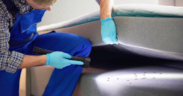 Wasp Removal Services in Rocky Mount, VA