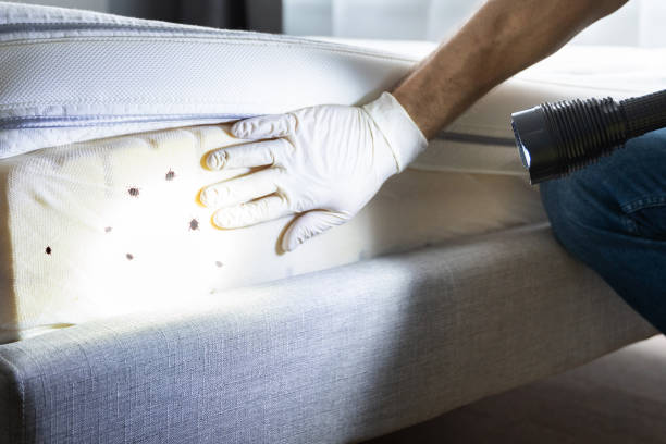 Best Wasp Removal Services  in Rocky Mount, VA
