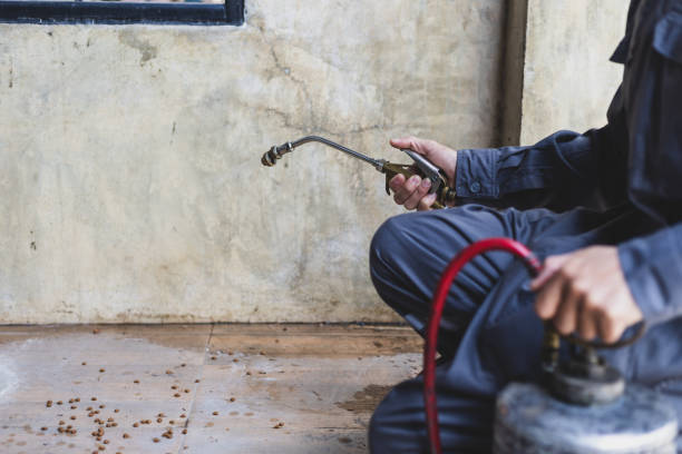 Best Rat Extermination Near Me  in Rocky Mount, VA
